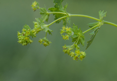 Alchemilla glabra