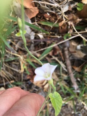 Convolvulus farinosus