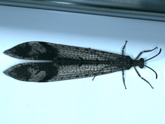 Glenoleon pulchellus