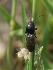 Athous haemorrhoidalis