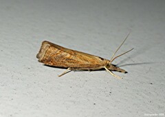 Neodactria luteolellus