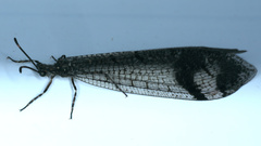 Glenoleon pulchellus