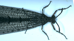 Glenoleon pulchellus
