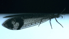 Glenoleon pulchellus