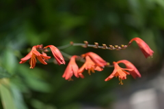 Crocosmia × crocosmiiflora