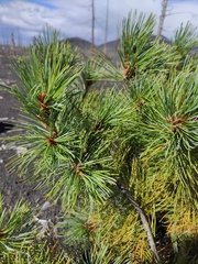 Pinus pumila