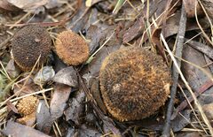 Lycoperdon scabrum