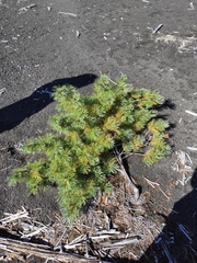 Pinus pumila