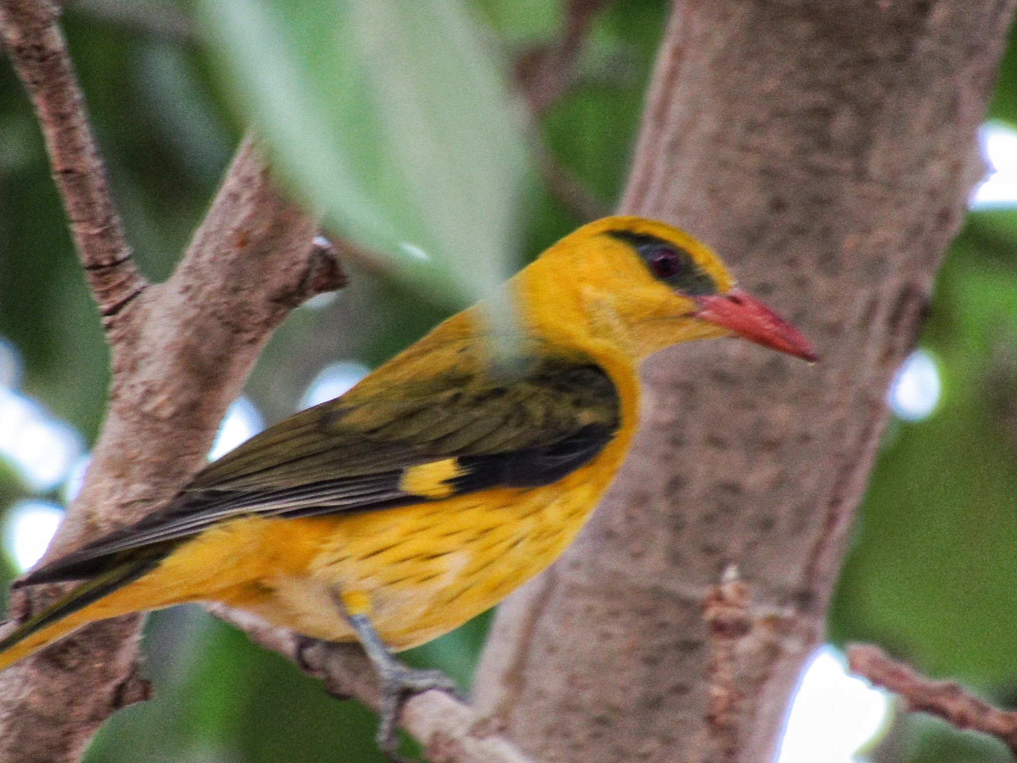 Indian Golden Oriole