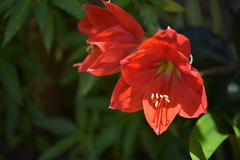 Hippeastrum striatum