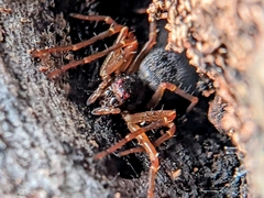 Cebrenninus