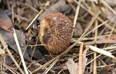 Lycoperdon scabrum
