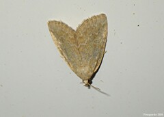 Protodeltote albidula