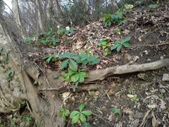 Helleborus orientalis