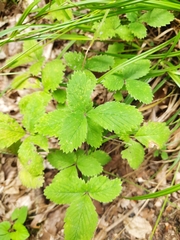 Potentilla micrantha