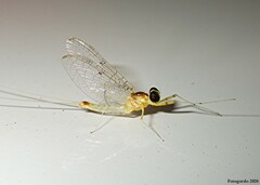 Stenacron interpunctatum