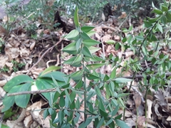 Ruscus aculeatus