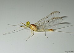 Stenacron interpunctatum