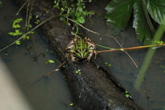 Pelophylax