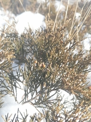 Juniperus pseudosabina