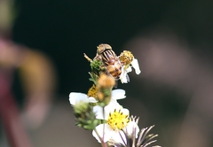 Eristalinus quinquestriatus