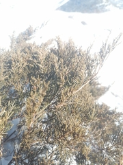 Juniperus pseudosabina