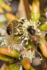 Apis mellifera