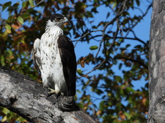 Aquila spilogaster