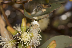 Apis mellifera
