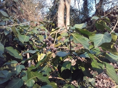 Hedera helix