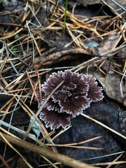 Thelephora caryophyllea