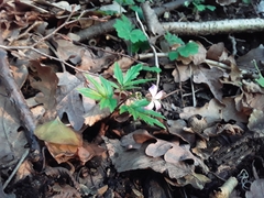 Cardamine quinquefolia