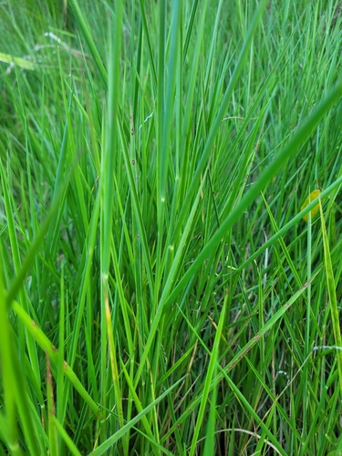 Creeping False Paspalum (Urochloa dictyoneura)