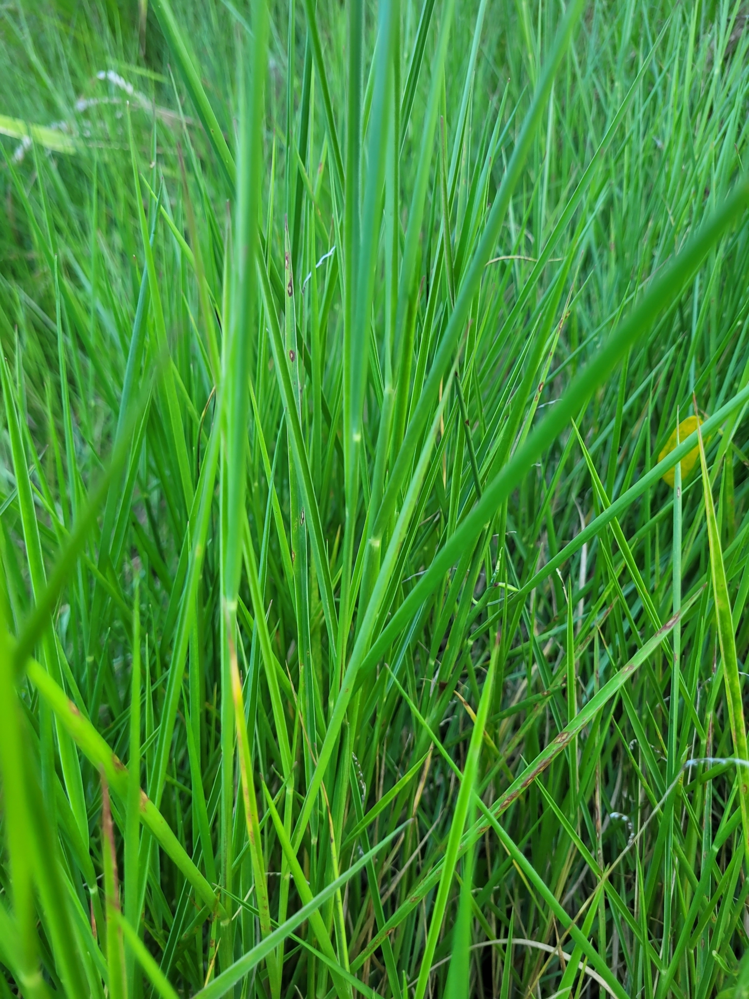 Urochloa dictyoneura