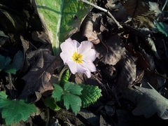 Primula vulgaris