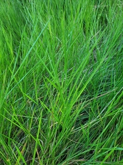 Urochloa dictyoneura