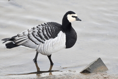 Branta leucopsis