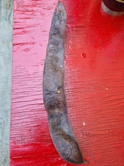 Gleditsia triacanthos inermis