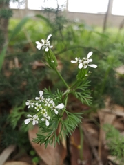 Scandix pecten-veneris