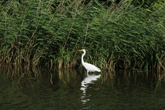 Ardea alba