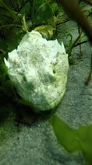Myoxocephalus polyacanthocephalus