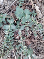 Linaria genistifolia