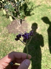 Verbena incompta
