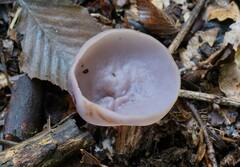 Peziza griseorosea