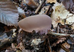 Peziza griseorosea