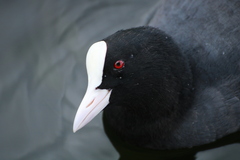 Fulica atra