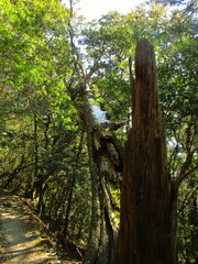 Cryptomeria japonica