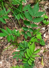Wisteria sinensis