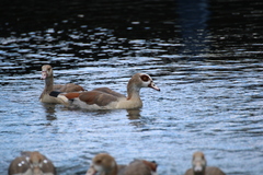 Alopochen aegyptiaca