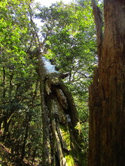 Cryptomeria japonica